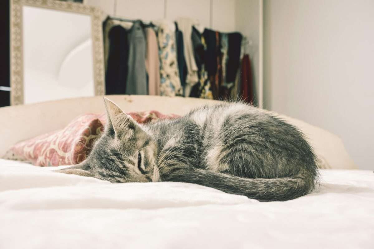 cat sleeping