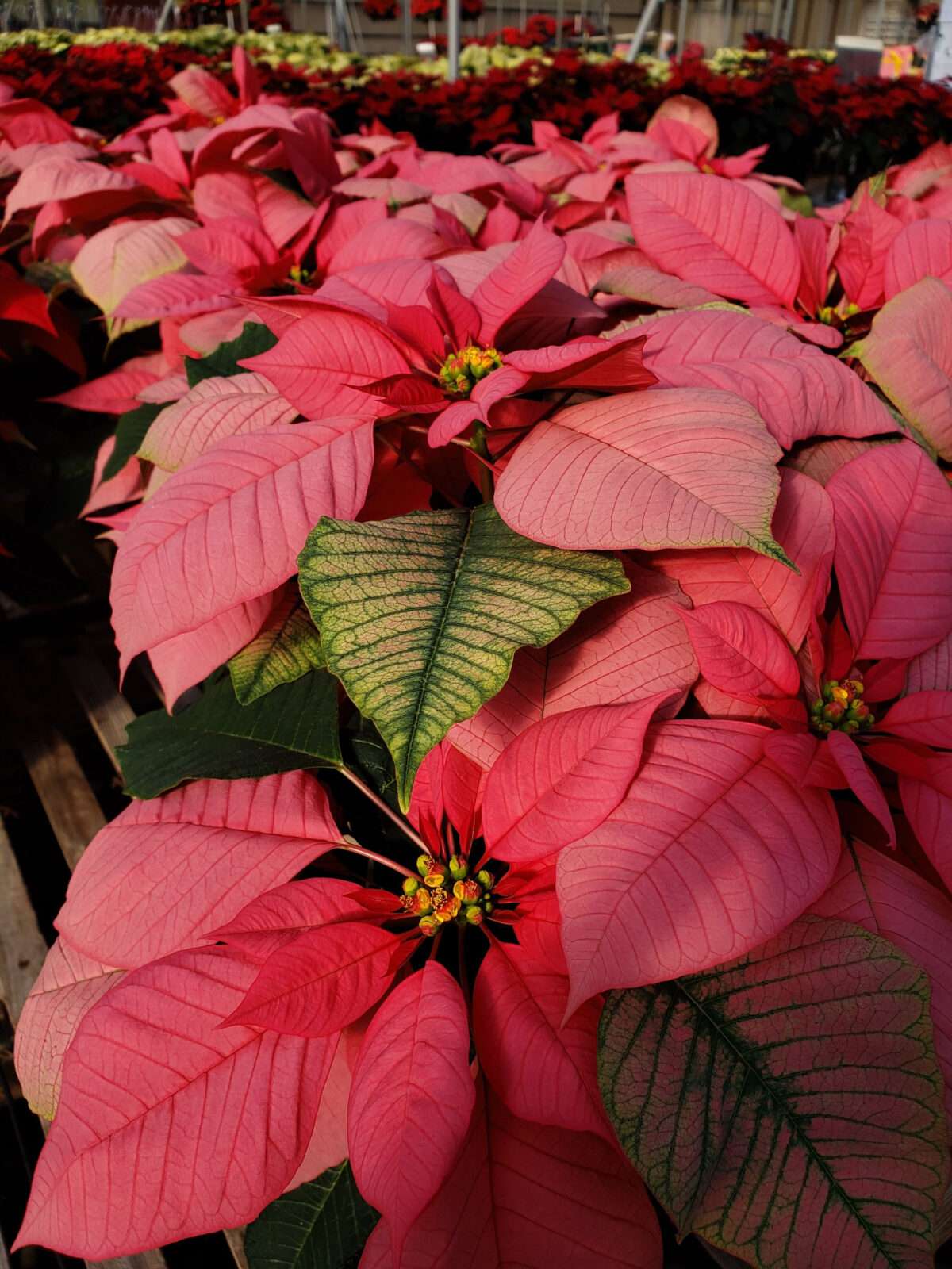 Poinsettias